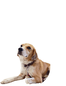 犬のビースケ